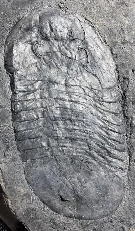 Zhiyia sp. — photo 3