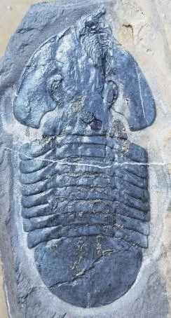Zhiyia sp. — photo 4
