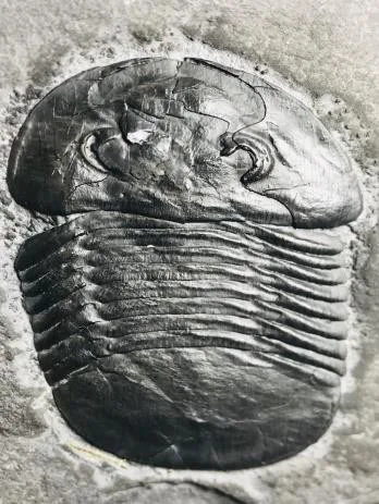 Zhiyia sp. — photo 7