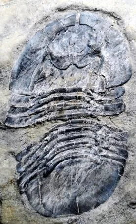 Zhiyia sp. — photo 8