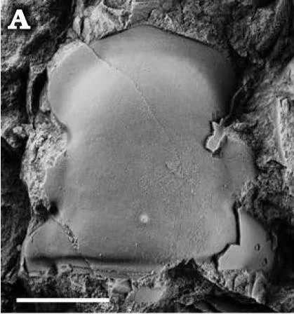 Zhiyia tsinghaiensis